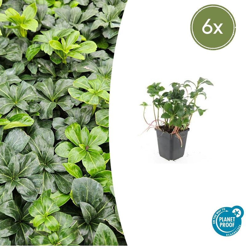 Pachysandra terminalis 'Green Sheen' (6 stuks)