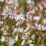Gaura lindheimeri 'Whirling Butterflies' (6 stuks)