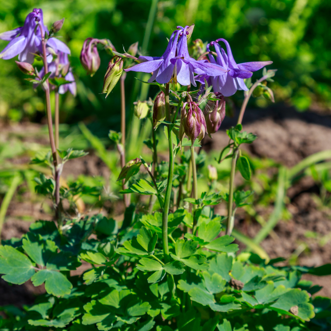 Aquilegia vulgaris (6 stuks)