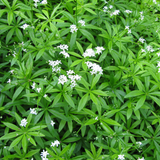 Galium odoratum (6 stuks)