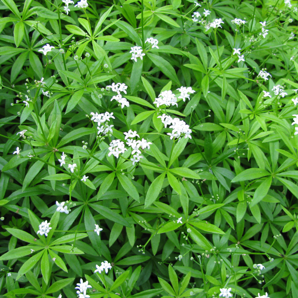 Galium odoratum (6 stuks)
