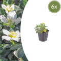 Helleborus niger (6 stuks)