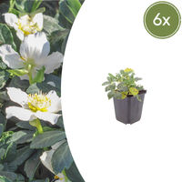 Verpakking — Helleborus niger (6 stuks)