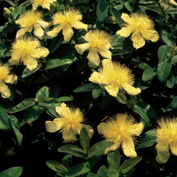Hypericum calycinum (6 stuks)