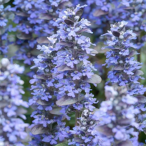 Ajuga reptans (6 stuks)