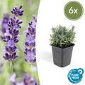 Lavandula angustifolia 'Hidcote' (6 stuks)