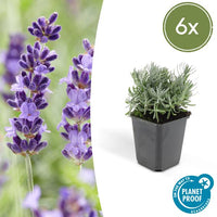 Verpakking — Lavandula angustifolia 'Hidcote' (6 stuks)
