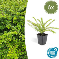 Verpakking — Lonicera nitida 'Maigrün' (6 stuks)