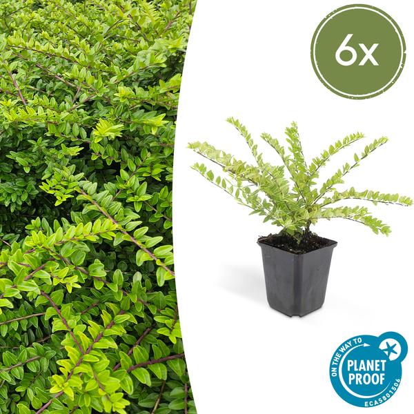 Lonicera nitida 'Maigrün' (6 stuks)