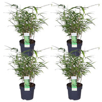 Verpakking — Fargesia rufa (4 stuks)