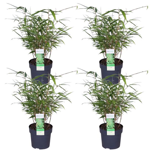 Fargesia rufa (4 stuks)