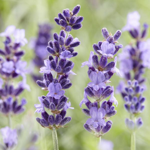 Lavandula angustifolia 'Hidcote' (6 stuks)