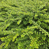 Lonicera nitida 'Maigrün' (6 stuks)