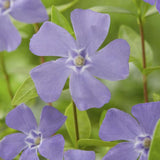 Vinca minor (6 stuks)
