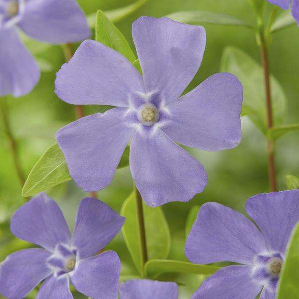 Vinca minor (6 stuks)