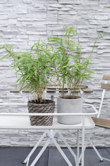 Fargesia rufa (4 stuks)