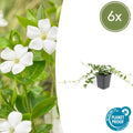 Vinca minor 'Alba' (6 stuks)