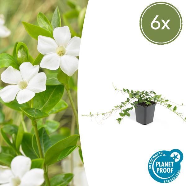 Vinca minor 'Alba' (6 stuks)