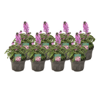 Verpakking — Erysimum 'Bowles' Mauve' (6 stuks)