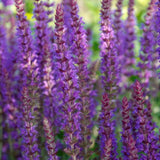 Salvia nemorosa 'Ostfriesland' (6 stuks)