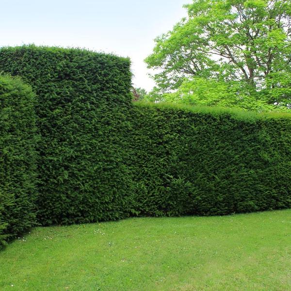 Taxus haagpakket - 10 meter haag | 100-125 cm