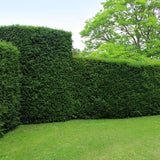 Taxus haagpakket - 10 meter haag | 100-125 cm