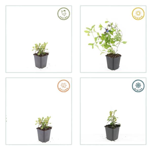 Ceratostigma plumbaginoides (6 stuks)