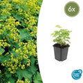 Alchemilla mollis (6 stuks)