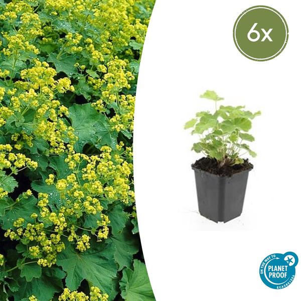 Alchemilla mollis (6 stuks)