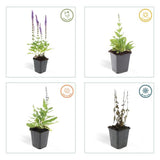 Salvia nemorosa 'Ostfriesland' (6 stuks)