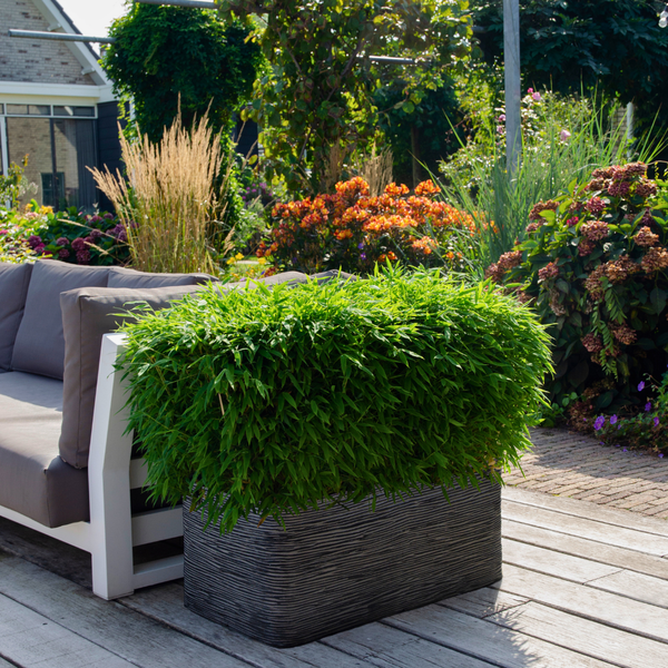 Fargesia murieliae 'Boobux XL' (1 stuk)