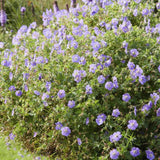 Geranium 'Rozanne' (6 stuks)