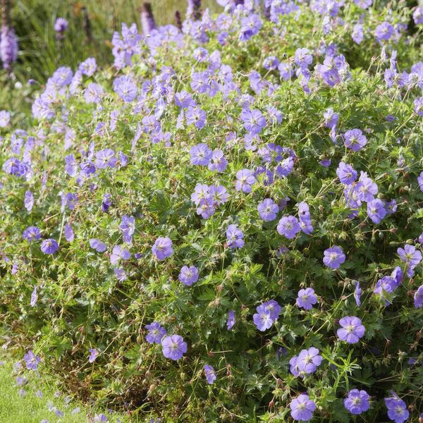 Geranium 'Rozanne' (6 stuks)