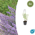 Nepeta 'Walker's Low' (6 stuks)