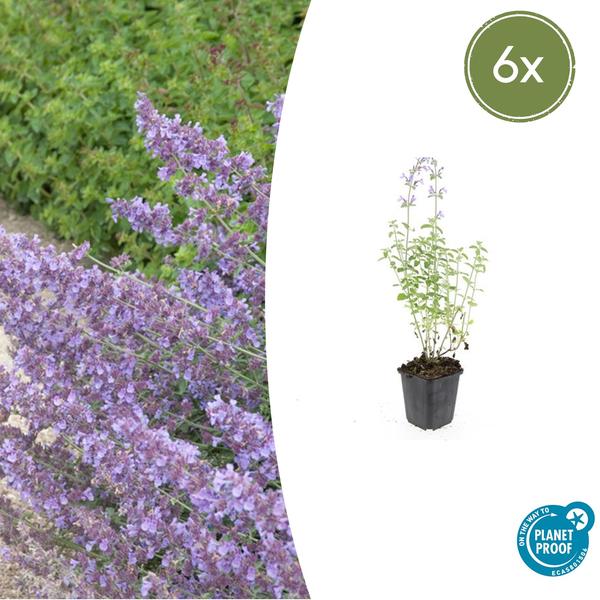 Nepeta 'Walker's Low' (6 stuks)