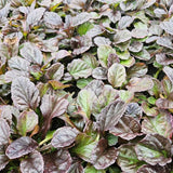 Ajuga reptans (6 stuks)