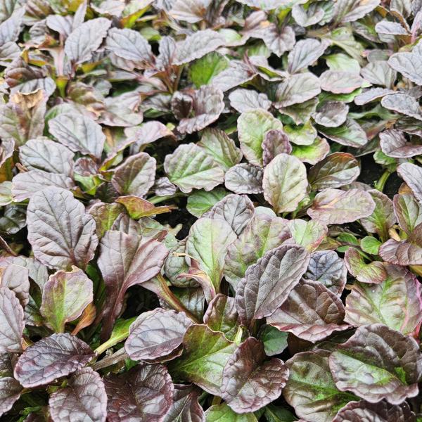 Ajuga reptans (6 stuks)