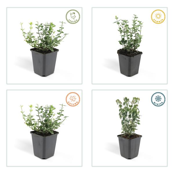 Euonymus fortunei 'Emerald 'n' Gaiety' (6 stuks)