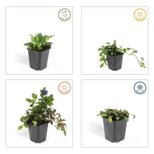 Ajuga reptans (6 stuks)
