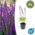 Salvia nemorosa 'Ostfriesland' (6 stuks)
