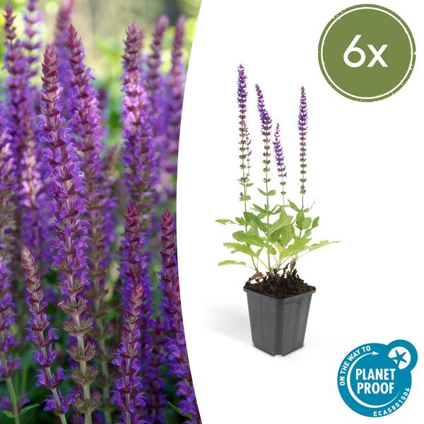 Salvia nemorosa 'Ostfriesland' (6 stuks)