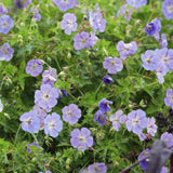 Geranium 'Rozanne' (6 stuks)