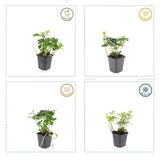 Pachysandra terminalis (6 stuks)