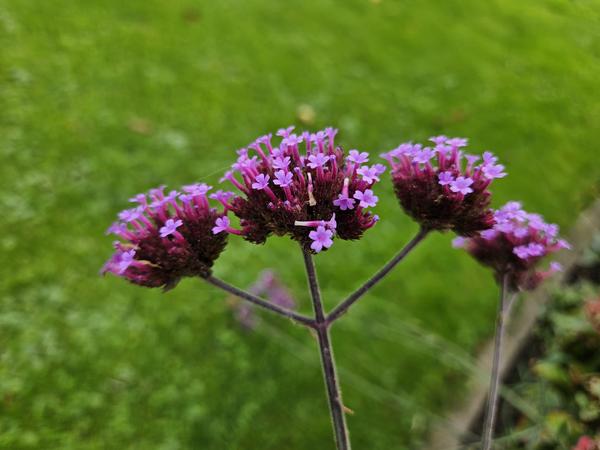 Verbena bonariensis (6 stuks)