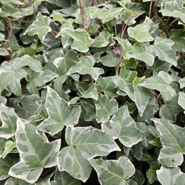 Hedera helix 'Glacier' (6 stuks)