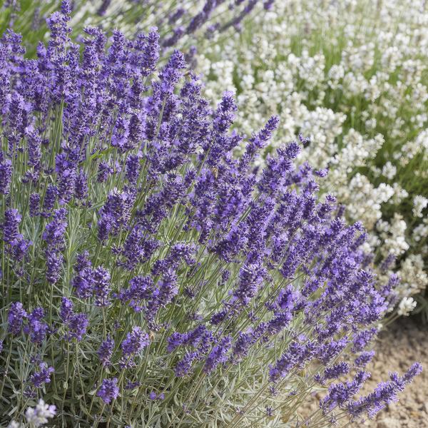 Lavandula angustifolia 'Hidcote' (6 stuks)