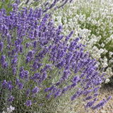 Lavandula angustifolia 'Hidcote' (6 stuks)