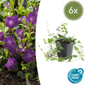 Vinca minor 'Atropurpurea' (6 stuks)
