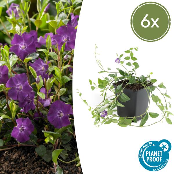 Vinca minor 'Atropurpurea' (6 stuks)