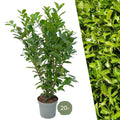 Laurierkers haagpakket - 10 meter haag | 125-150 cm